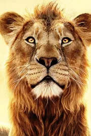 Mufasa The Lion King Streaming On this Ott From This Mid night5