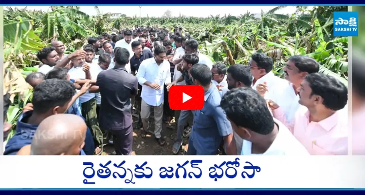 Farmers Demands to Govt Compensation For Crop Loss 6