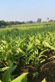 untimely rains Precautions to prevent damage  in horticultural crops1