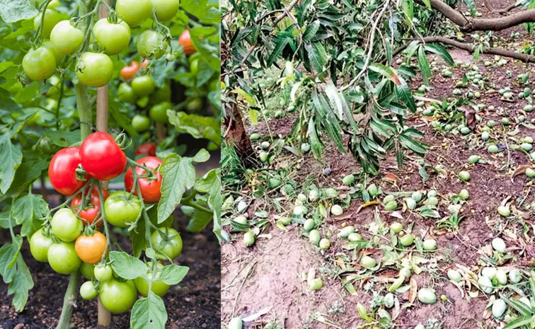 untimely rains Precautions to prevent damage  in horticultural crops1