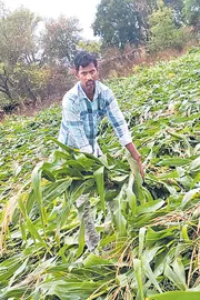 Farmers are struggling financially with lack of crop insurance properly2