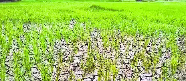 నీళ్లు లేక నెర్రెలు బారి