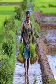 Agriculture Weather Advice: How Can Protect Crops Extreme Weather12