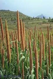 The Climate Emergency Approach Maintaining Cereal Productivity7