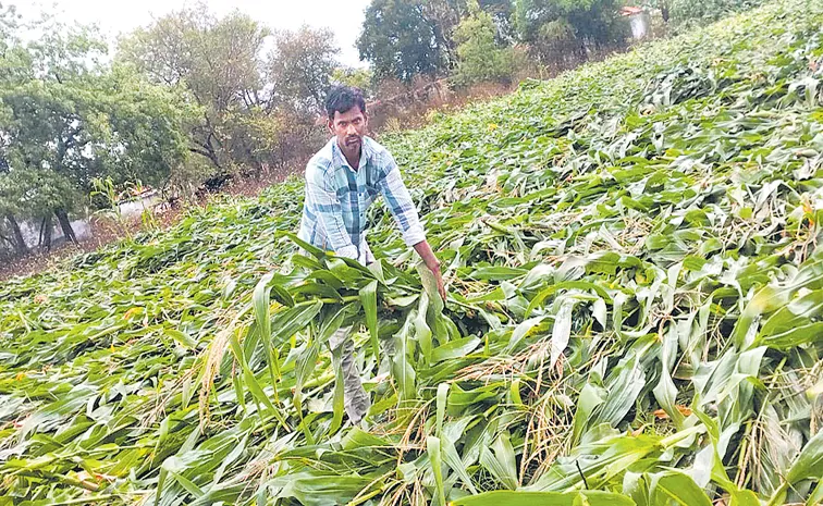 Farmers are struggling financially with lack of crop insurance properly