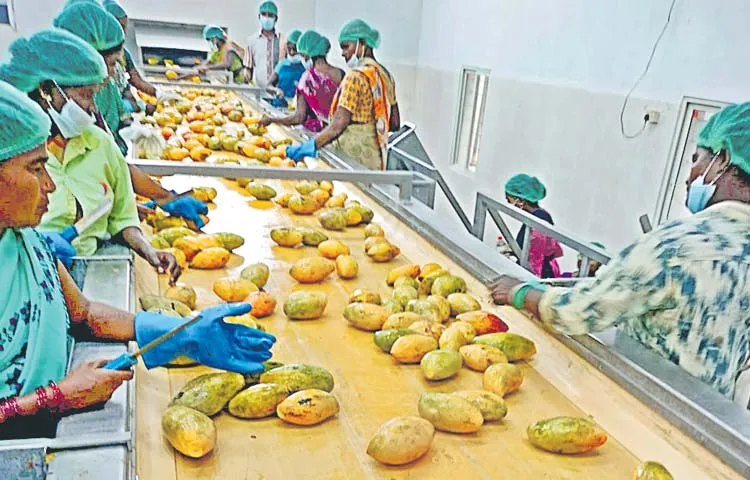Impact of economic slowdown on mango pulp exports