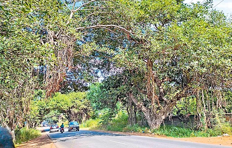 National Green Tribunal verdict puts a brake on Chevella Road expansion