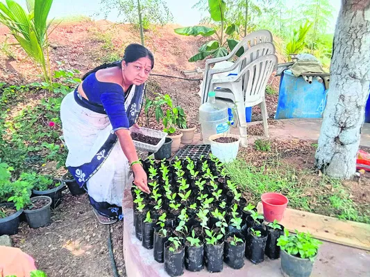 సేంద్