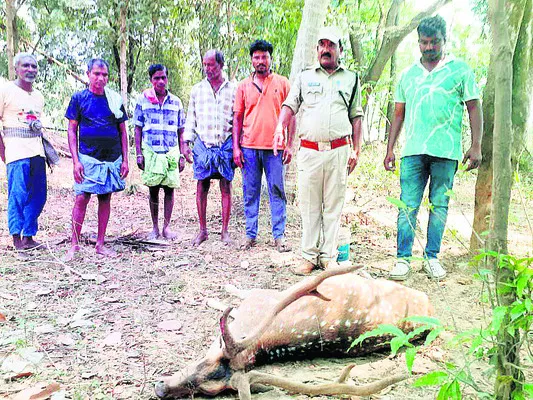 కుక్కల దాడిలో జింక మృతి 