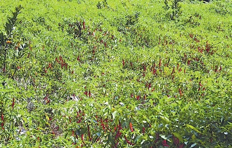 Farmers associations protest against establishment of mirchi board in Khammam