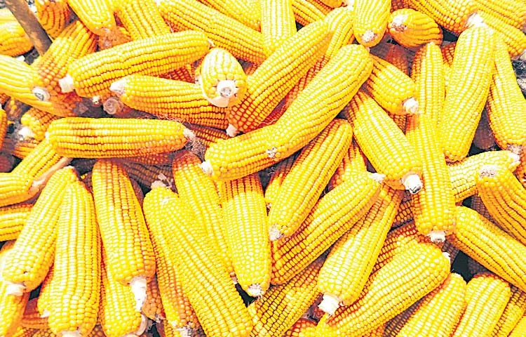 Decision to purchase maize through Markfed from Ugadi