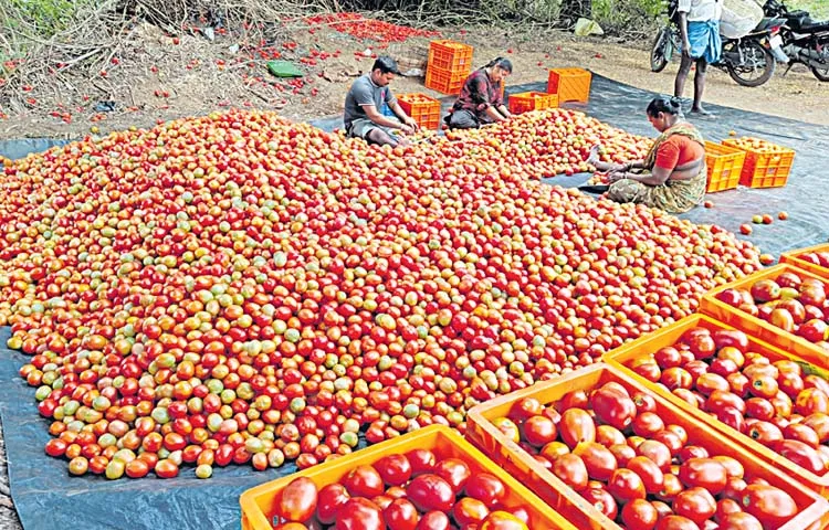 Tomato prices fall sharply