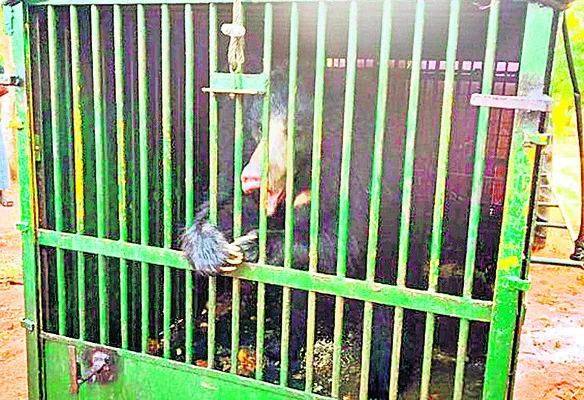 బోనులో చిక్కిన ఎలుగుబంటి 