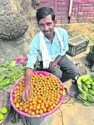 ప్రకృతి ప్రసాదం తునికి పండు 