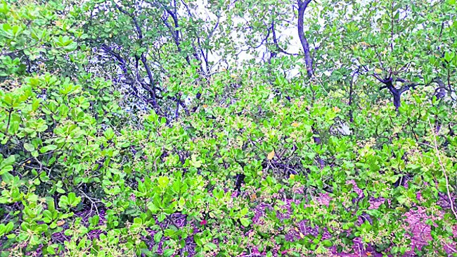 గిరిజన రైతు కంట కన్నీరు..