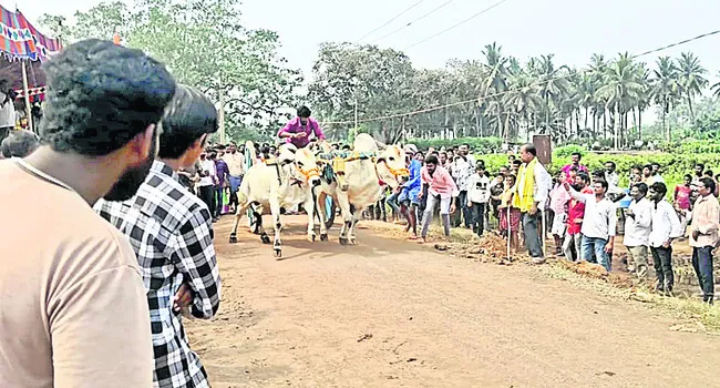హోరాహోరీగా ఎడ్ల పట్టు 