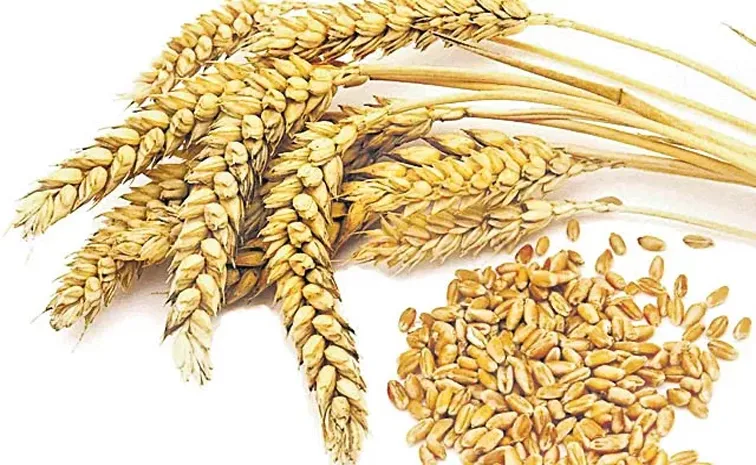 Government Offloads 3 Million Tonnes of Wheat in FY 2025 A Strategic Move