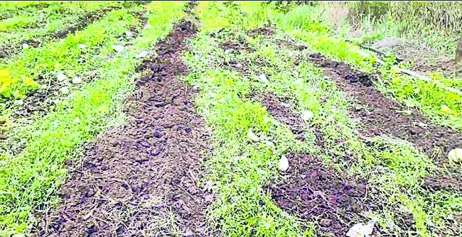 చేతికొచ్చే సమయంలో పంట ధ్వంసం 