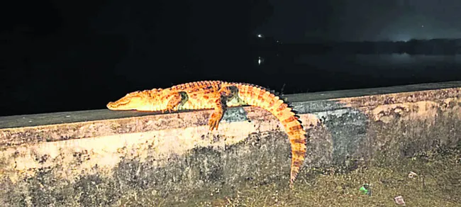 సీలేరులో మొసలి హల్‌చల్‌