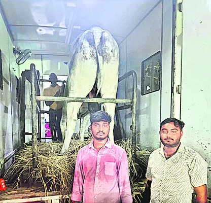 ఎడ్ల పందేల్లో అపశ్రుతి 