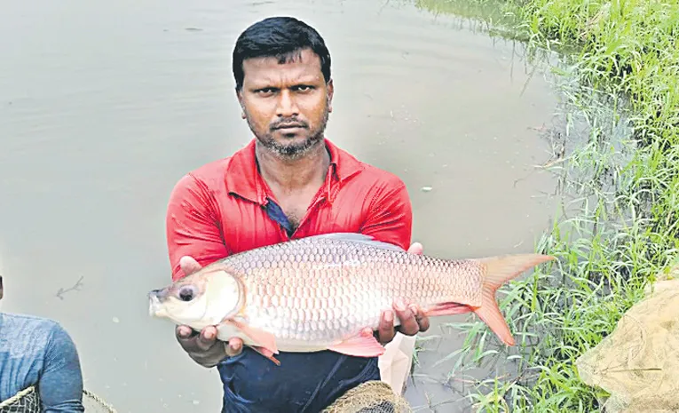 Sifa develops high-growth fish