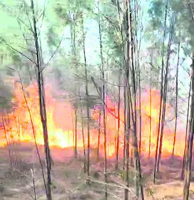 50 ఎకరాల్లో సరుగుడు తోటలు దగ్ధం 