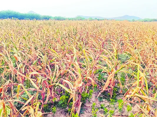 పశ్చి