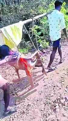 డోలీ మోత.. తీరని వ్యథ 