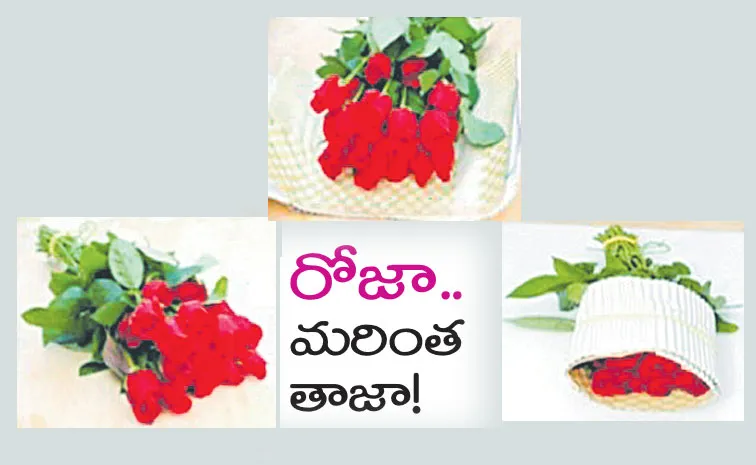 CFTRI develops technology that extends freshness of cut flowers