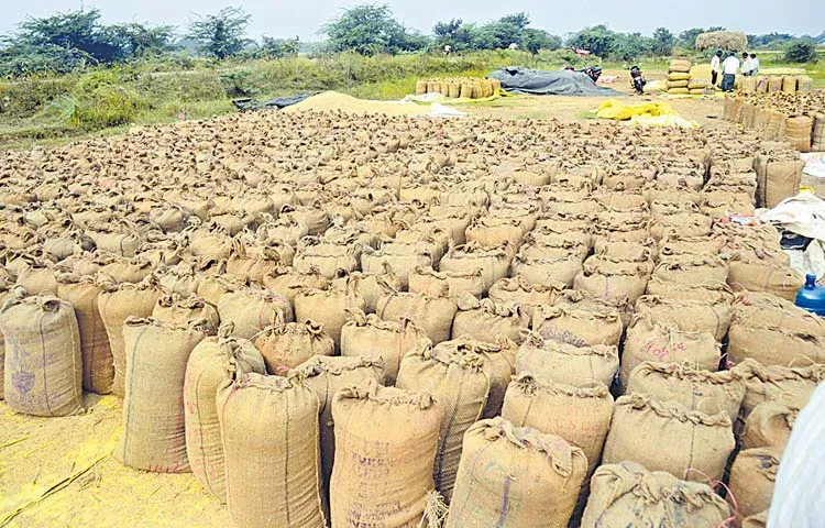 Government prepares to pay bonus for fine grain