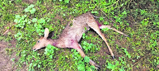 కుక్కల దాడిలో  రెండు దుప్పులు మృతి 