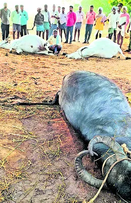 పిడుగు పాటుకు  పశువుల మృత్యువాత

