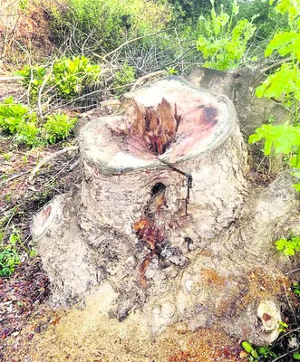 చెరువు గట్టుపై చెట్లు అమ్మేశారని ఫిర్యాదు 