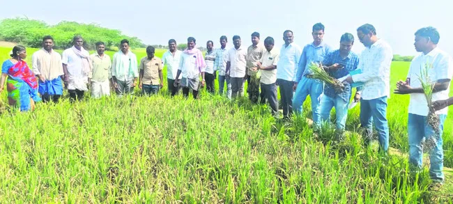 ముంచిన నాసిరకం వరి సీడ్