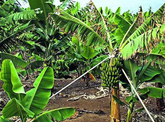 ఉద్యాన రైతులూ అప్రమత్తంగా ఉండండి 