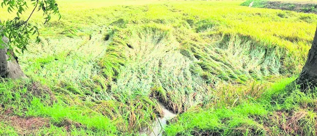 వరి నేలవాలి.. రైతులు విలవిల్లాడి 