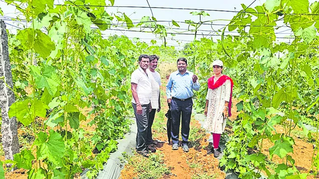 కూరగాయల సాగుపై దృష్టి సారించాలి