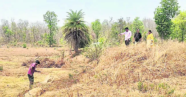 ప్లాంటేషన్‌ను సందర్శించిన ఎఫ్‌డీవో
