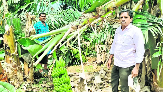అరటి తోటలు ధ్వంసం 