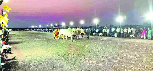 ఉప్పుటూరులో రాష్ట్ర స్థాయి ఎడ్ల పందేలు 