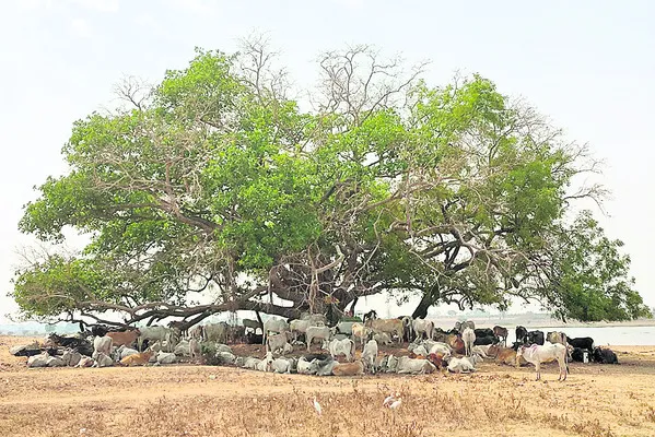 పచ్చన