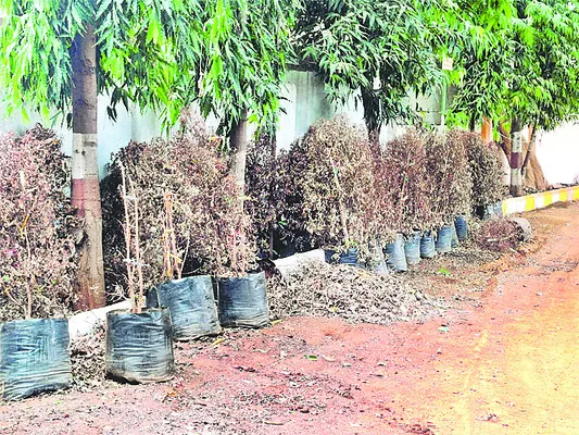 ఎండిన మొక్కలు.. తేలని లెక్కలు 