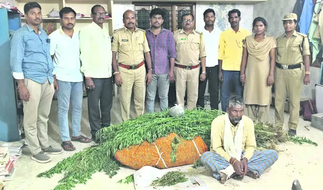 ఇంటి ఆవరణలో గంజాయి సాగు