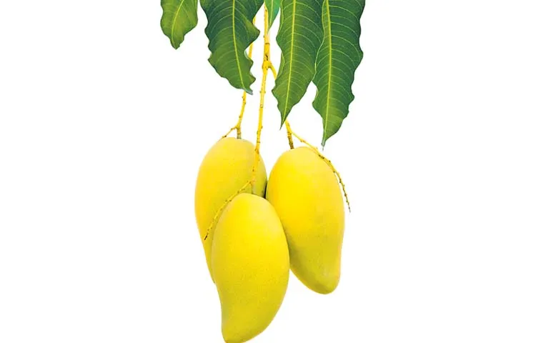Mango cultivation is in complete crisis