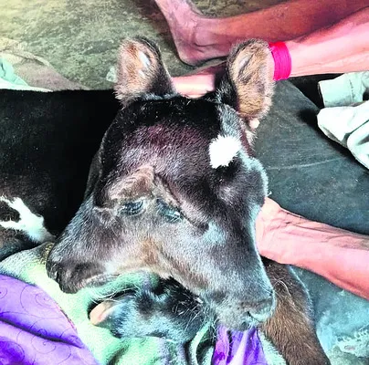ఒకే దూడ, రెండు తలలు 