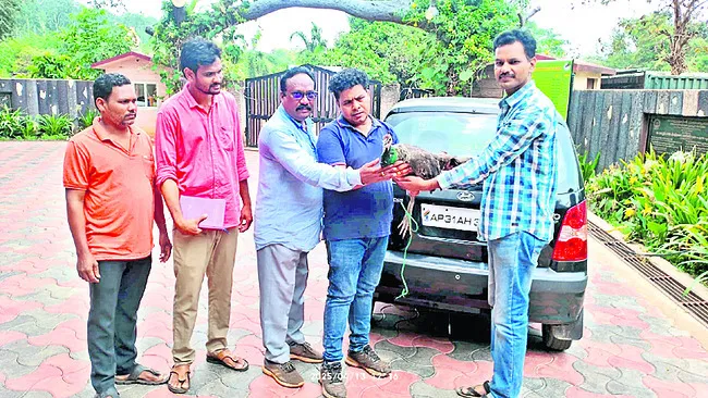 కుక్కల దాడిలో నెమలికి గాయాలు 