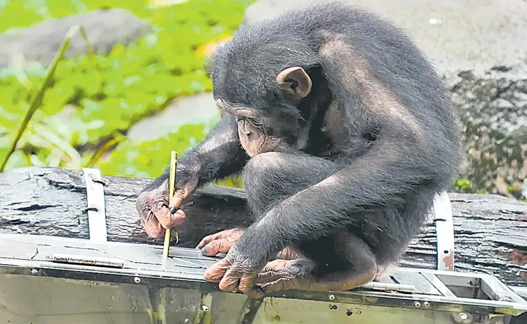 Chimpanzees craft their tools like engineers