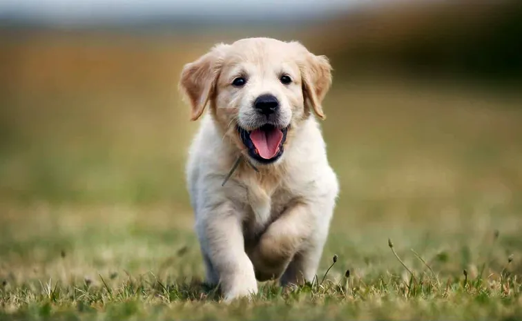 Special Story On How To protect dogs like pets