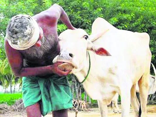 పశువు