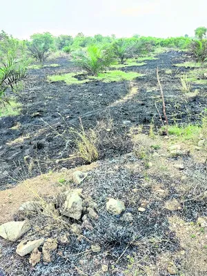 ప్రమాదవశాత్తు ఆయిల్‌ పామ్‌ తోట దగ్ధం